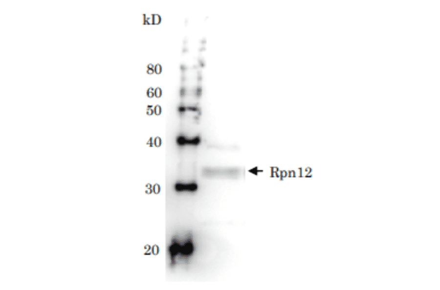 Detection of Rpn12 (32kD) in the crude extract of S. cerevisiae by Western blotting using this antibody.