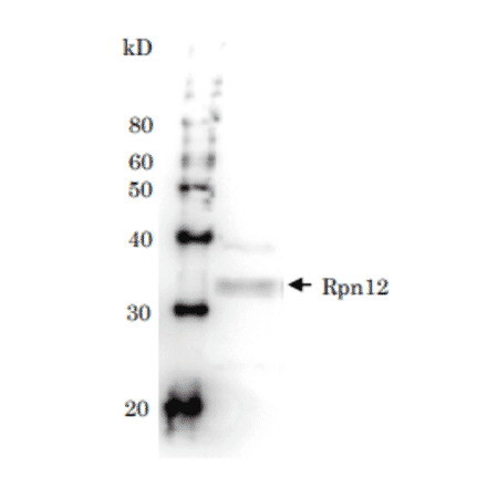 Detection of Rpn12 (32kD) in the crude extract of S. cerevisiae by Western blotting using this antibody.