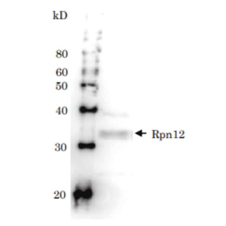 Detection of Rpn12 (32kD) in the crude extract of S. cerevisiae by Western blotting using this antibody.