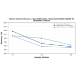 Linearity - Human Calcium Channel L Type DHPR alpha 2 Subunit/CACNA2D1 ELISA Kit (A302960) - Antibodies.com