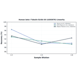 Linearity - Human beta I Tubulin ELISA Kit (A303076) - Antibodies.com