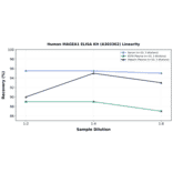 Linearity - Human MAGEA1 ELISA Kit (A303362) - Antibodies.com