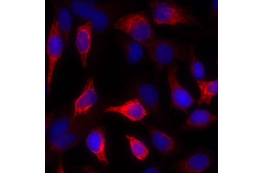 Immunocytochemistry - Anti-Cytokeratin Antibody [AE1/AE3] - BSA free (A304135) - Antibodies.com