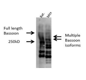 Validation Data - Anti-Bassoon Antibody - BSA and Azide free (A304191)
