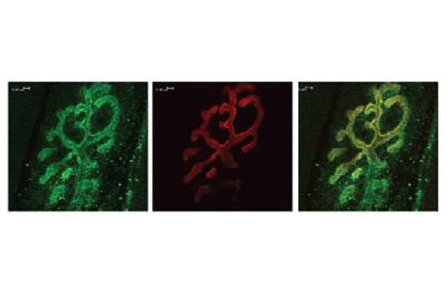 Validation Data - Anti-Bassoon Antibody - BSA and Azide free (A304191)