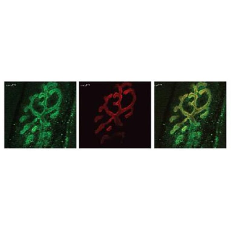 Validation Data - Anti-Bassoon Antibody - BSA and Azide free (A304191)