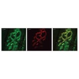 Validation Data - Anti-Bassoon Antibody - BSA and Azide free (A304191)