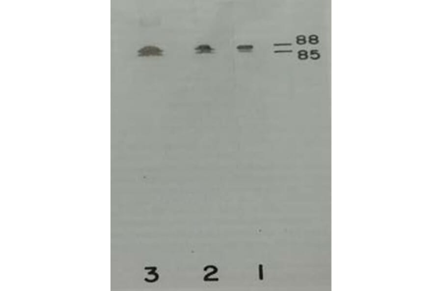 Validation Data - Anti-Prekallikrein Heavy Chain Antibody [13G11] - BSA and Azide free (A304203)