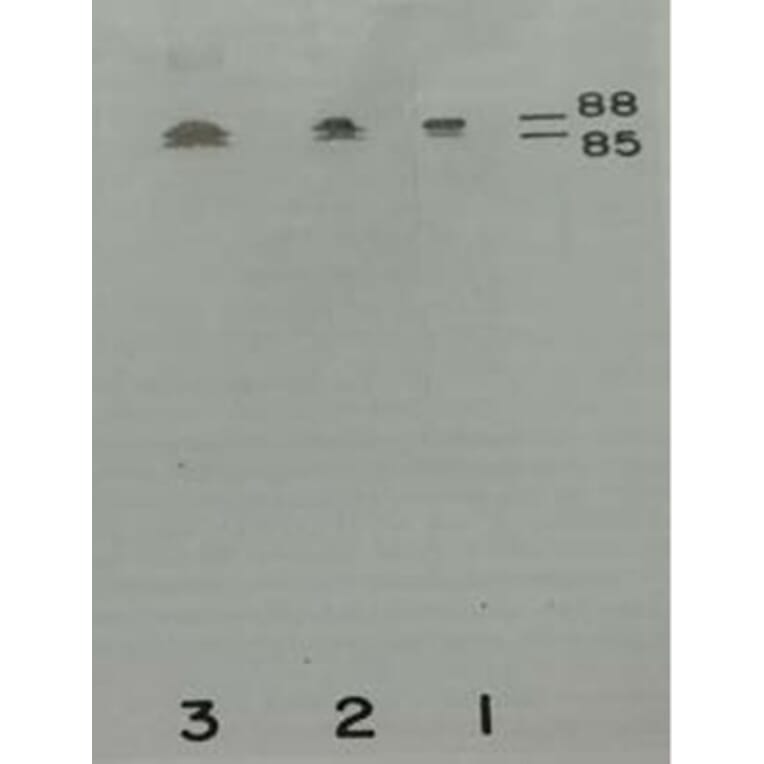 Validation Data - Anti-Prekallikrein Heavy Chain Antibody [13G11] - BSA and Azide free (A304203)