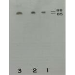 Validation Data - Anti-Prekallikrein Heavy Chain Antibody [13G11] - BSA and Azide free (A304203)
