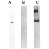 Validation Data - Anti-High MW Kininogen Light Chain Antibody [C11C1] - BSA and Azide free (A304204)