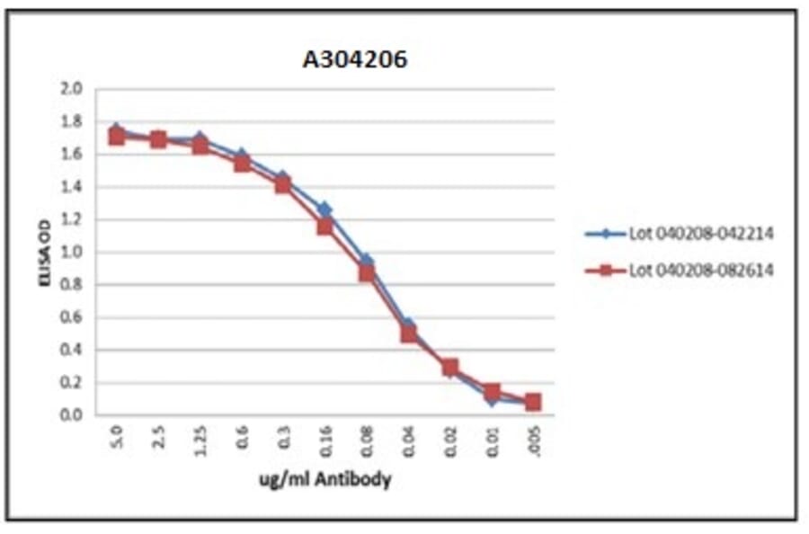 Validation Data - Anti-Myelin Basic Protein Antibody [MBP101] - BSA and Azide free (A304206)