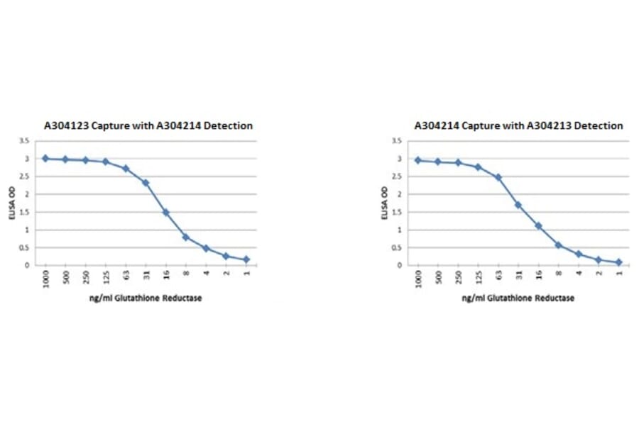 Validation Data - Anti-Glutathione Reductase Antibody [2A2-1B7] - BSA and Azide free (A304213)
