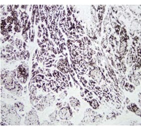 Validation Data - Anti-Chymotrypsin Antibody [CHY10-104.10] - BSA and Azide free (A304255)