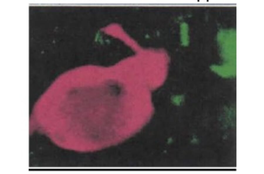 Validation Data - Anti-GNRH1 Antibody [LHRH13-426.12] - BSA and Azide free (A304433)