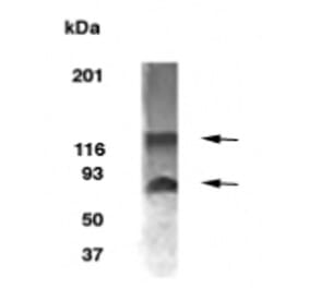 Validation Data - Anti-BCAS1 Antibody - BSA and Azide free (A304443)