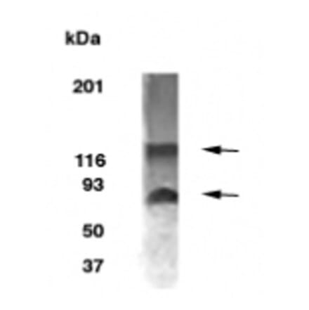 Validation Data - Anti-BCAS1 Antibody - BSA and Azide free (A304443)