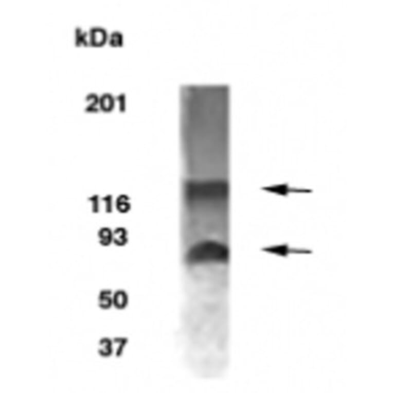 Validation Data - Anti-BCAS1 Antibody - BSA and Azide free (A304443)