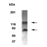 Validation Data - Anti-BCAS1 Antibody - BSA and Azide free (A304443)