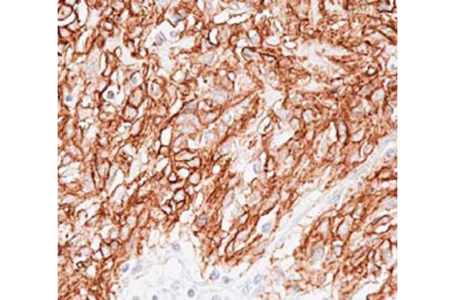 Validation Data - Anti-TMEM16A Antibody [DOG1.1] - BSA and Azide free (A304445)