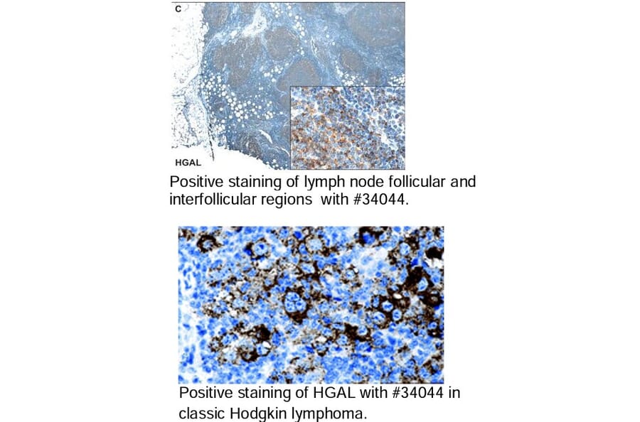 Validation Data - Anti-GCET2 Antibody [1H1-A7] - BSA and Azide free (A304447)