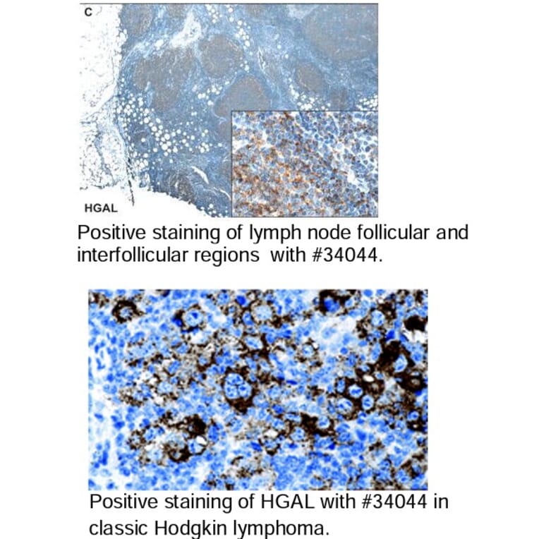 Validation Data - Anti-GCET2 Antibody [1H1-A7] - BSA and Azide free (A304447)