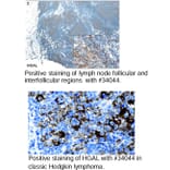 Validation Data - Anti-GCET2 Antibody [1H1-A7] - BSA and Azide free (A304447)