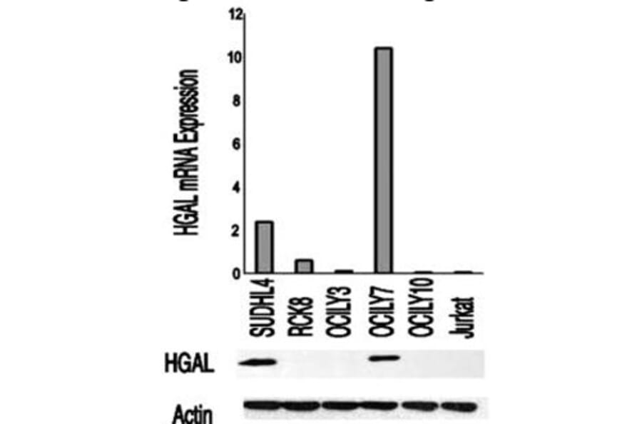 Validation Data - Anti-GCET2 Antibody [1H1-A7] - BSA and Azide free (A304447)