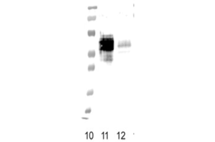 Validation Data - Anti-FPR1 Antibody [NFPR2] - BSA and Azide free (A304465)