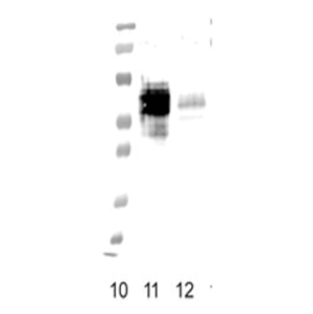 Validation Data - Anti-FPR1 Antibody [NFPR2] - BSA and Azide free (A304465)