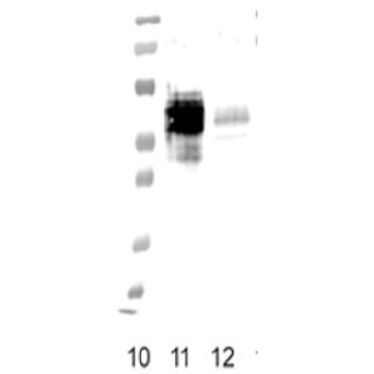 Validation Data - Anti-FPR1 Antibody [NFPR2] - BSA and Azide free (A304465)
