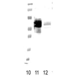 Validation Data - Anti-FPR1 Antibody [NFPR2] - BSA and Azide free (A304465)