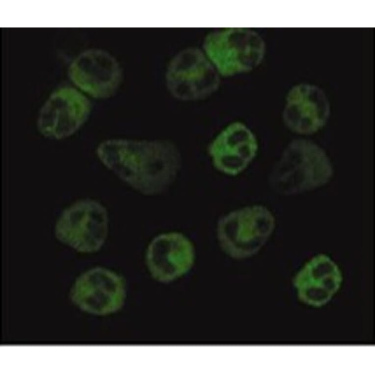 Validation Data - Anti-FPR1 Antibody [NFPR2] - BSA and Azide free (A304465)