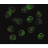 Validation Data - Anti-FPR1 Antibody [NFPR2] - BSA and Azide free (A304465)