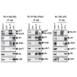 Validation Data - Anti-AF4 Antibody [C2.1.1] - BSA and Azide free (A304466)