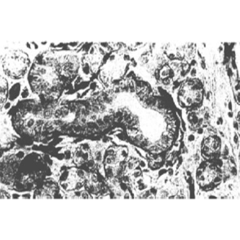 Validation Data - Anti-Fibroblast Growth Factor Receptor 1 Antibody [M5G10] - BSA and Azide free (A304468)