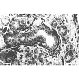 Validation Data - Anti-Fibroblast Growth Factor Receptor 1 Antibody [M5G10] - BSA and Azide free (A304468)