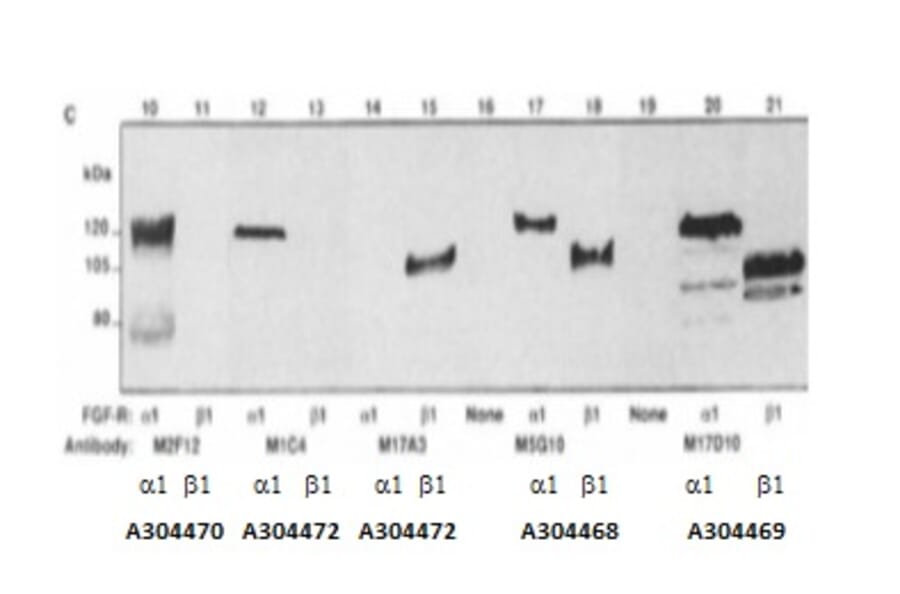 Validation Data - Anti-Fibroblast Growth Factor Receptor 1 Antibody [M5G10] - BSA and Azide free (A304468)