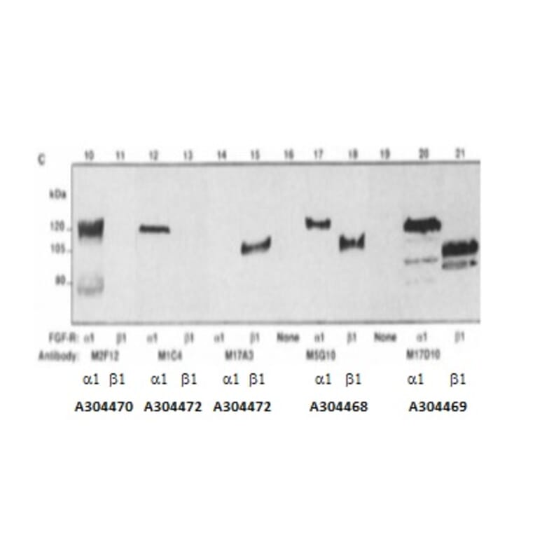 Validation Data - Anti-Fibroblast Growth Factor Receptor 1 Antibody [M5G10] - BSA and Azide free (A304468)