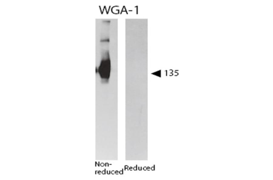 Validation Data - Anti-CD62P Antibody [WGA-1] - Azide free (A304473)