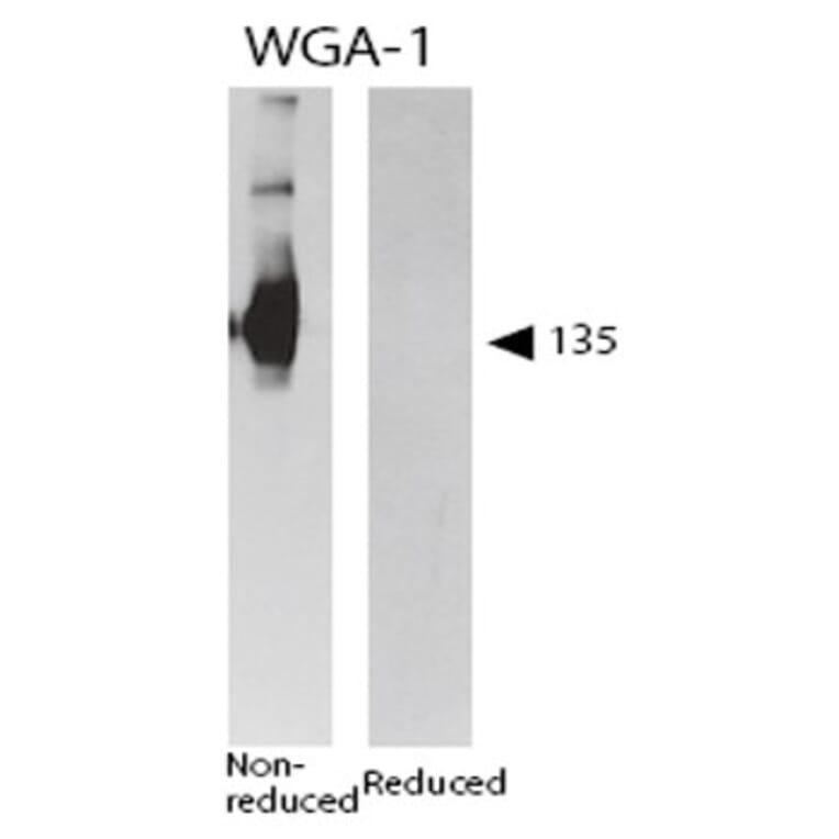 Validation Data - Anti-CD62P Antibody [WGA-1] - Azide free (A304473)