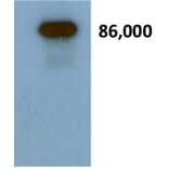 Validation Data - Anti-Secretogranin II Antibody - BSA and Azide free (A304474)