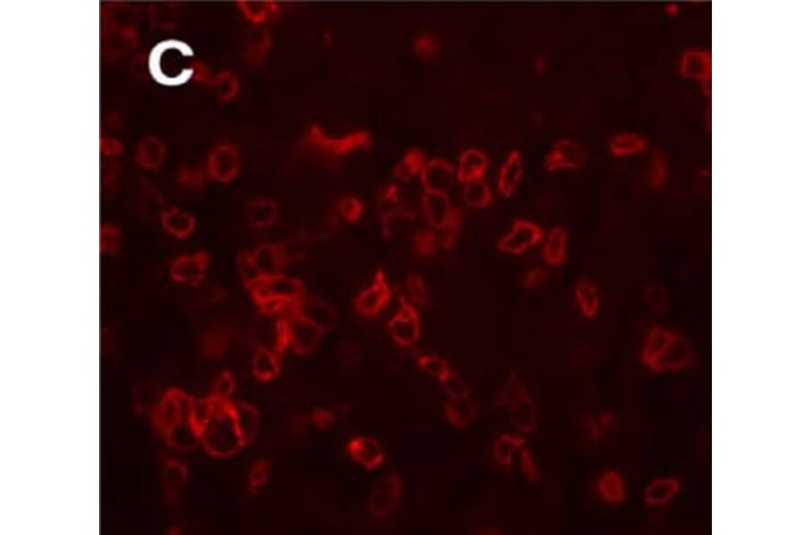 Validation Data - Anti-Secretogranin II Antibody - BSA and Azide free (A304474)