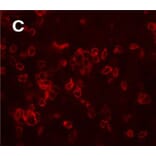 Validation Data - Anti-Secretogranin II Antibody - BSA and Azide free (A304474)