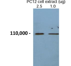 Validation Data - Anti-Chromogranin B Antibody - BSA and Azide free (A304475)