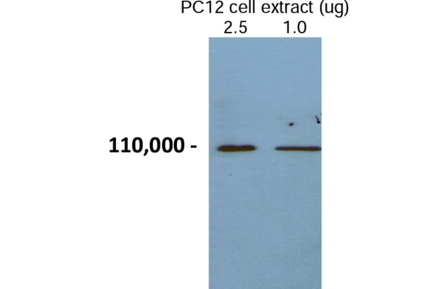 Validation Data - Anti-Chromogranin B Antibody - BSA and Azide free (A304475)