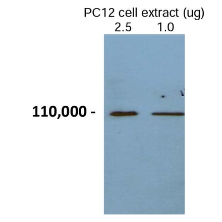 Validation Data - Anti-Chromogranin B Antibody - BSA and Azide free (A304475)