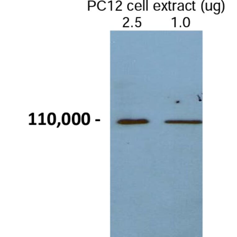 Validation Data - Anti-Chromogranin B Antibody - BSA and Azide free (A304475)