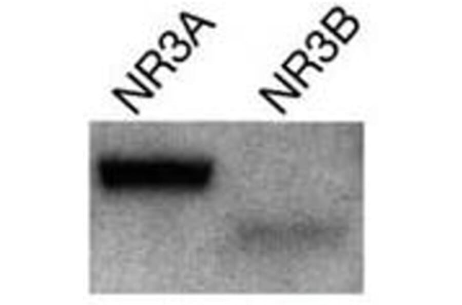 Validation Data - Anti-Glutamate NMDA Receptor NR3A/B Subunit Antibody [K35/40] - BSA and Azide free (A304484)