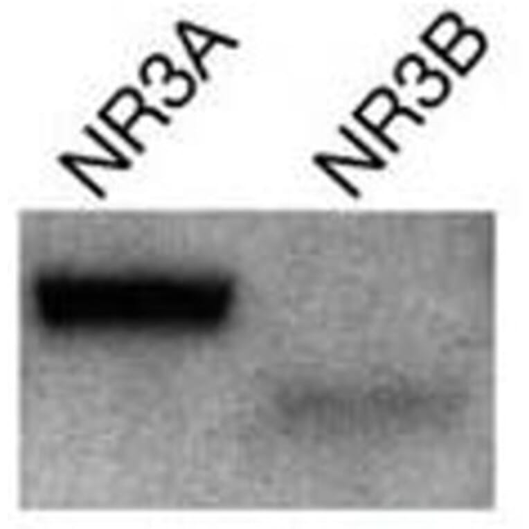Validation Data - Anti-Glutamate NMDA Receptor NR3A/B Subunit Antibody [K35/40] - BSA and Azide free (A304484)